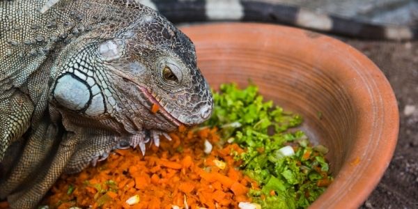 Alimento para Iguanas