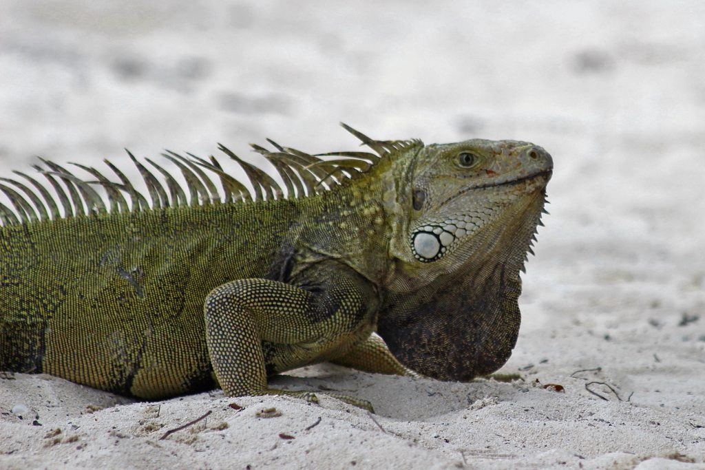 Fotografía Iguana del Caribe