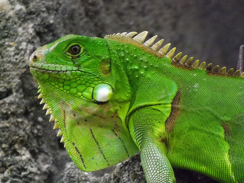 Fotografía Iguana Verde
